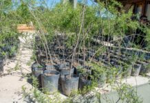 Cuidado de espacios verdes: Caminos de las Sierras firmó un convenio con Villa del Prado, Santa Ana y La Serranita