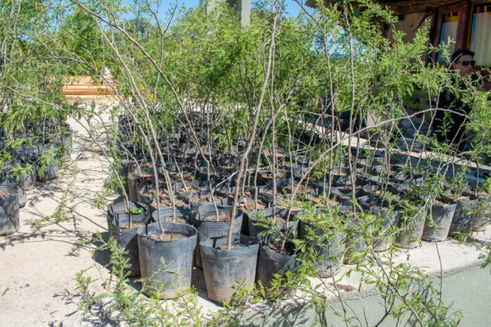 Forestación de espacios verdes