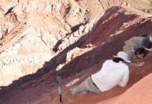 Científicos del Conicet hallaron en La Rioja los restos de uno de los dinosaurios más antiguos del mundo