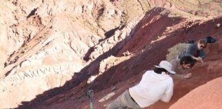 Científicos del Conicet hallaron en La Rioja los restos de uno de los dinosaurios más antiguos del mundo