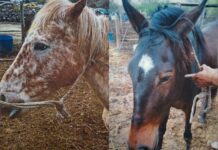 Convocan a propietarios de equinos secuestrados por la Municipalidad en la vía pública