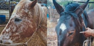 Convocan a propietarios de equinos secuestrados por la Municipalidad en la vía pública