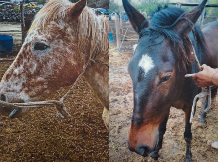 Caballos secuestrados (Municipalidad de Alta Gracia) 2