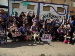 La fundación Adma solicita hogares de tránsito para alojar a los animales rescatados