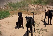 Maltrato animal: la Policía rescató a tres perras durante un allanamiento en Villa del Prado