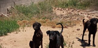 Maltrato animal: la Policía rescató a tres perras durante un allanamiento en Villa del Prado