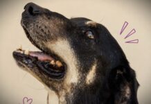 Fundación ADMA: «Festejar sin pirotecnia es demostrar amor por nuestra comunidad»