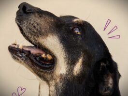 Fundación ADMA: «Festejar sin pirotecnia es demostrar amor por nuestra comunidad»