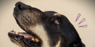 Fundación ADMA: «Festejar sin pirotecnia es demostrar amor por nuestra comunidad»