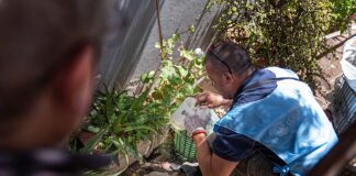 Dengue, Zika y Chikungunya: emiten recomendaciones para eliminar posibles criaderos de mosquitos
