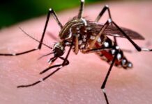 Confirman los primeros casos de dengue y chikungunya en la provincia de Córdoba