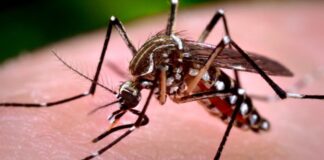 Confirman los primeros casos de dengue y chikungunya en la provincia de Córdoba