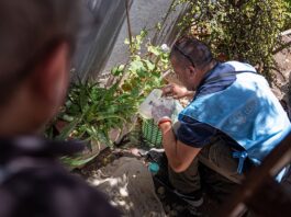 Confirmaron un caso importado de chikungunya en Malagueño y ya son ocho los reportados en la provincia