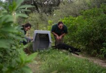 Fauna silvestre: liberaron chimangos, gatos del monte, una torcaza y un jote en la zona rural de Cosme