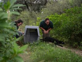 Fauna silvestre: liberaron chimangos, gatos del monte, una torcaza y un jote en la zona rural de Cosme