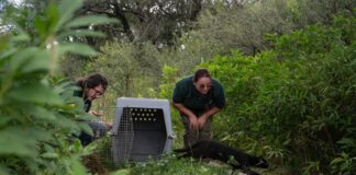Fauna silvestre: liberaron chimangos, gatos del monte, una torcaza y un jote en la zona rural de Cosme