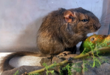 Científicos del Conicet descubren una nueva especie de roedor en el Parque Nacional Traslasierra