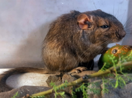 Científicos del Conicet descubren una nueva especie de roedor en el Parque Nacional Traslasierra