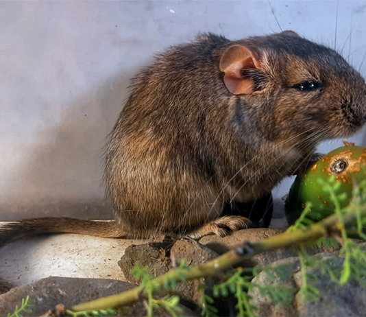 Científicos del Conicet descubren una nueva especie de roedor en el Parque Nacional Traslasierra