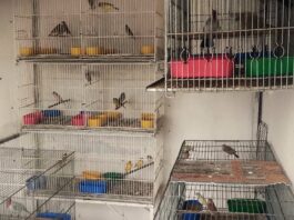 Policía Ambiental rescató 71 aves silvestres que estaban en cautiverio en viviendas de Santa Ana