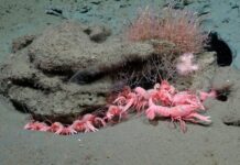 Ciencia argentina: en 2027, el Conicet vuelve a explorar las profundidades del Mar Argentino