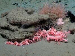 Ciencia argentina: en 2027, el Conicet vuelve a explorar las profundidades del Mar Argentino