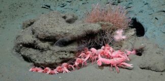 Ciencia argentina: en 2027, el Conicet vuelve a explorar las profundidades del Mar Argentino