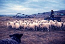 El Cineclub proyectará el documental «Los vencedores», que repasa el viaje de Pablo Aparo a las Malvinas