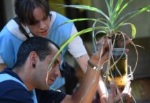 Prevención del dengue en Alta Gracia: realizarán el primer monitoreo aédico de la temporada