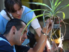 Prevención del dengue en Alta Gracia: realizarán el primer monitoreo aédico de la temporada