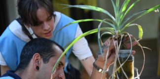 Prevención del dengue en Alta Gracia: realizarán el primer monitoreo aédico de la temporada