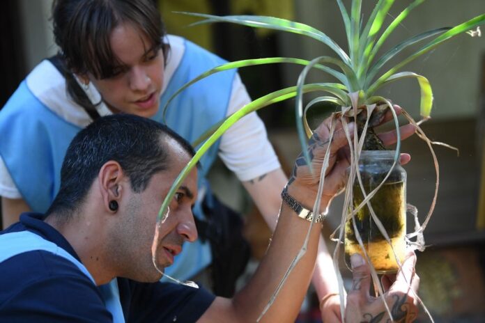 Prevención de dengue (Municipalidad de Alta Gracia)