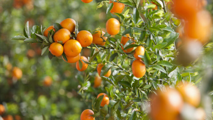 árboles cítricos (gentileza)