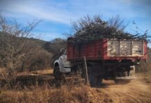 Los Aromos: denuncian que la Comuna alimenta un basural en zona roja, con el traslado de restos de poda