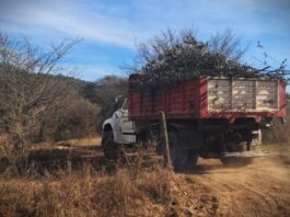 Los Aromos: denuncian que la Comuna alimenta un basural en zona roja, con el traslado de restos de poda
