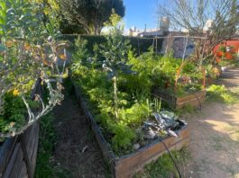 Agroecología: invitan a un Taller de Huerta de Verano y Compostaje en la Biblioteca Sarmiento