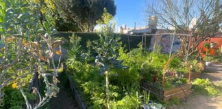 Agroecología: invitan a un Taller de Huerta de Verano y Compostaje en la Biblioteca Sarmiento